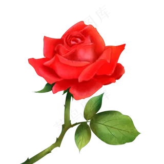 情人节手绘玫瑰花卉,免抠元素
