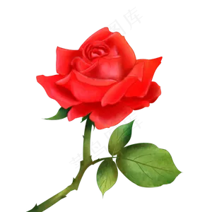 情人节手绘玫瑰花卉,免抠元素