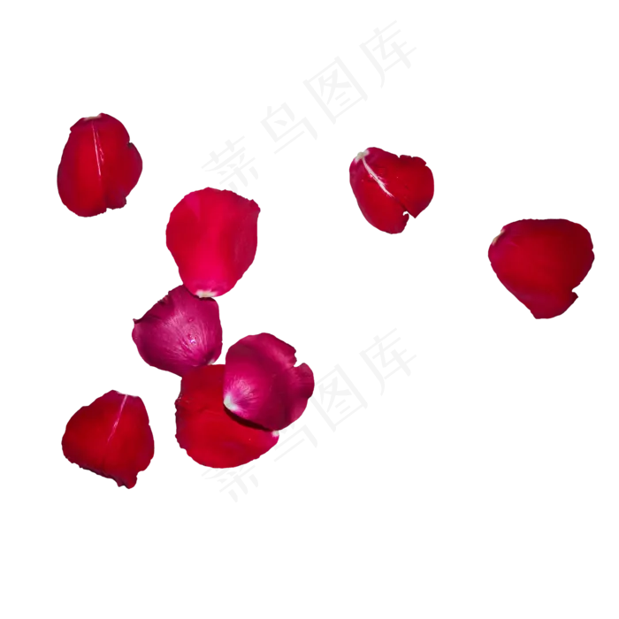 几片红色玫瑰花瓣(2000*2000px 300 dpi )