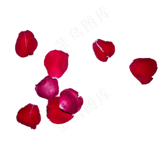 几片红色玫瑰花瓣