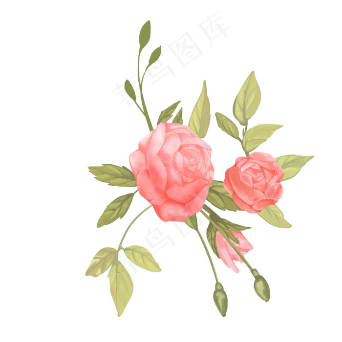 水彩植物玫瑰花(3000X3000)