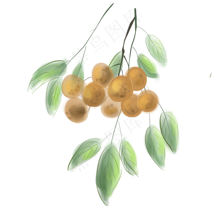 水粉淡彩桂圆树