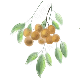 水粉淡彩桂圆树