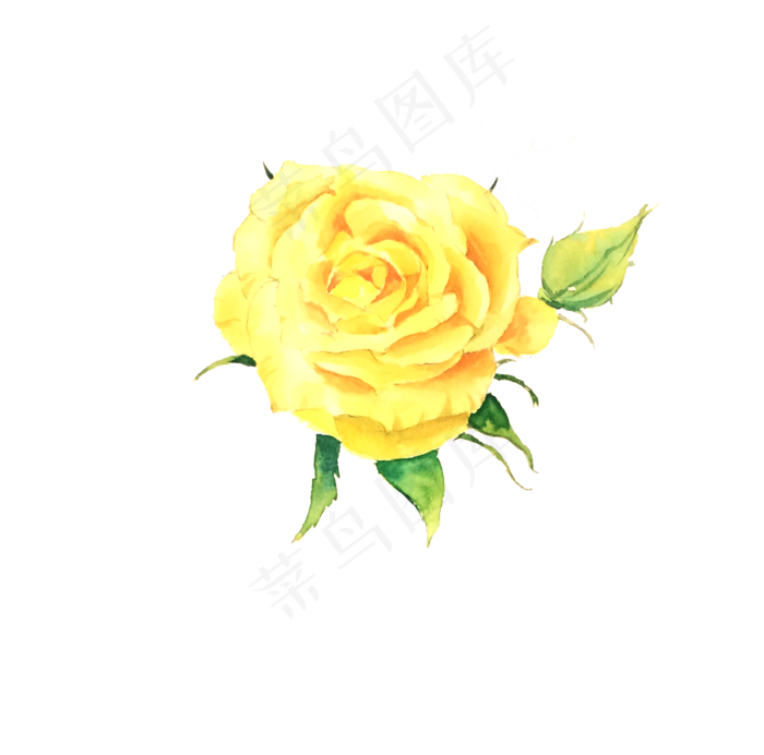 手绘水彩黄玫瑰png(3300X3264(DPI:72))psd模版下载