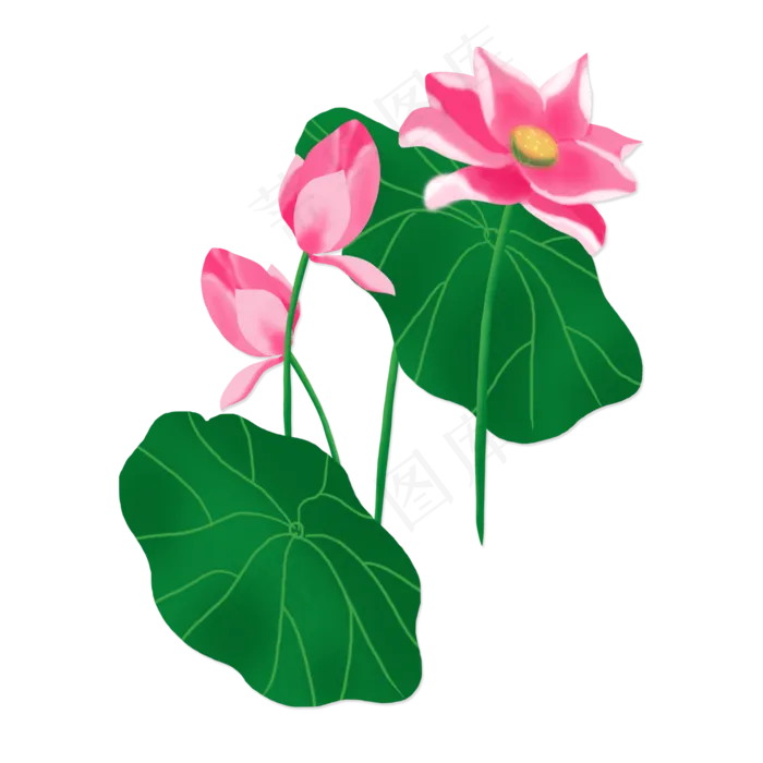 春夏荷花png素材(2000X2000(DPI:300))psd模版下载