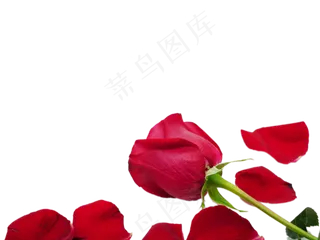浪漫鲜花玫瑰花瓣