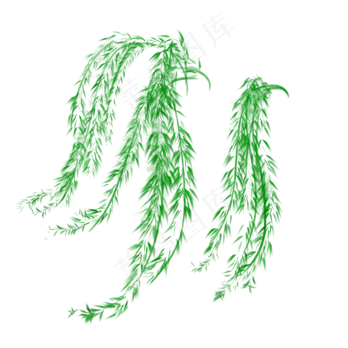 春天绿色的柳树枝叶生长