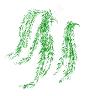 春天绿色的柳树枝叶生长