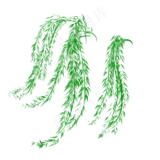 春天绿色的柳树枝叶生长