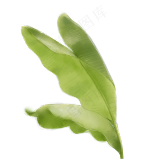 夏天芭蕉手绘免抠素材