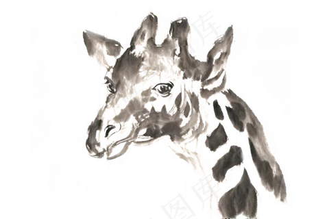 长颈鹿的头部水墨画PNG免抠素材 长颈鹿的头部水墨画PNG免抠素材