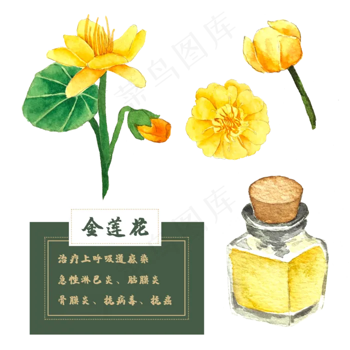 金莲花花类中草药水彩植物花卉(2500X2500(DPI:300))psd模版下载