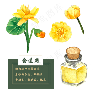 金莲花花类中草药水彩植物花卉
