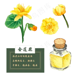 金莲花花类中草药水彩植物花卉