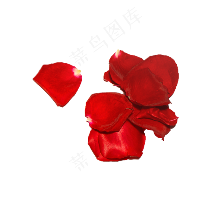 玫瑰花瓣（png免抠）(2000X2000(DPI:72))psd模版下载