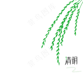 清明节柳枝柳树枝芽