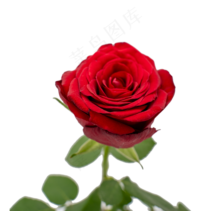 红色玫瑰花(2000*2000px 300 dpi )