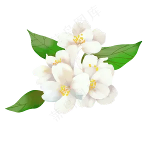 白色漂亮鲜花