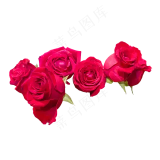 一排大红色玫瑰花
