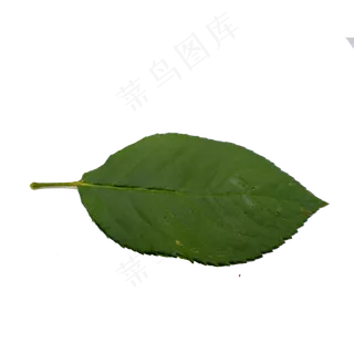 玫瑰花椭圆形叶子