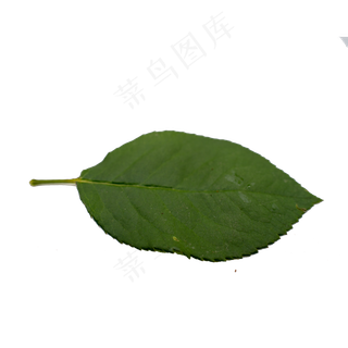 玫瑰花椭圆形叶子