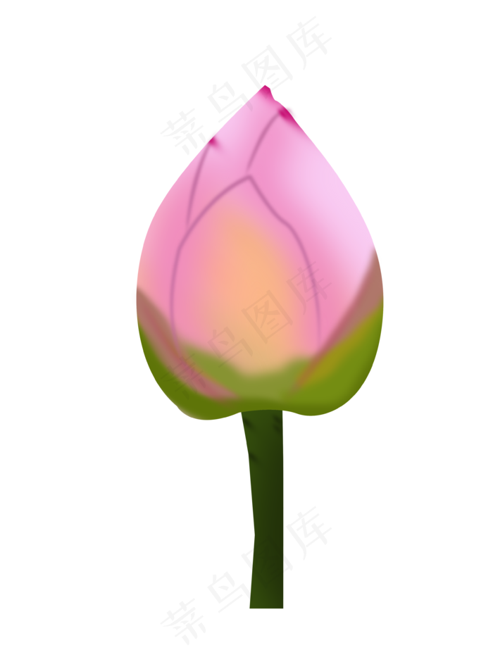 荷花骨朵png下载