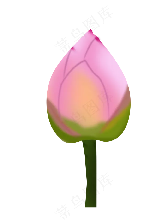 荷花骨朵png下载(3543X4724(DPI:300))psd模版下载
