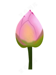 荷花骨朵png下载