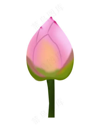 荷花骨朵png下载