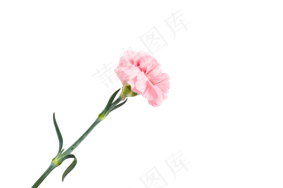 一支淡粉色的康乃馨png素材