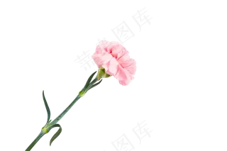 一支淡粉色的康乃馨png素材