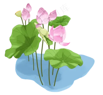 荷花荷叶莲花
