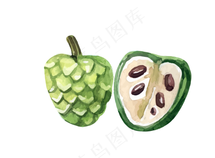 矢量手绘热带水果释迦素材