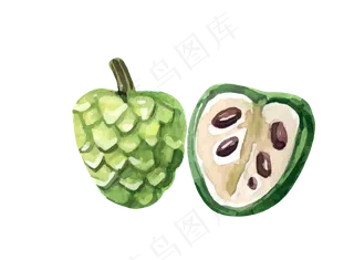 矢量手绘热带水果释迦素材