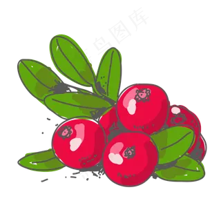 手绘蔓越莓矢量图片