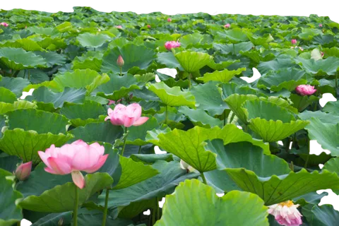 荷花荷塘池塘 荷花荷塘池塘