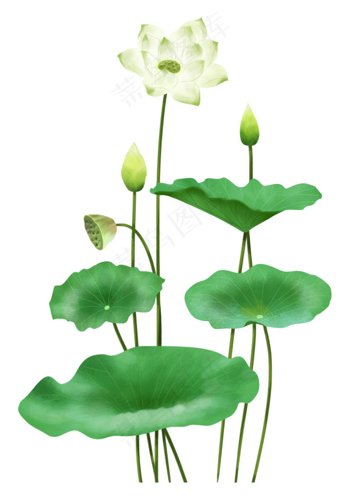 中国风白色荷花和叶子,免抠元素