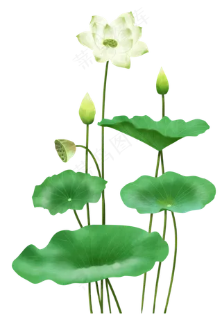 中国风白色荷花和叶子,免抠元素