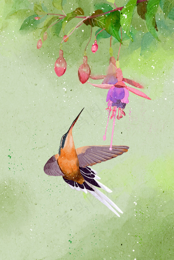 五月吃花蜜的小鸟