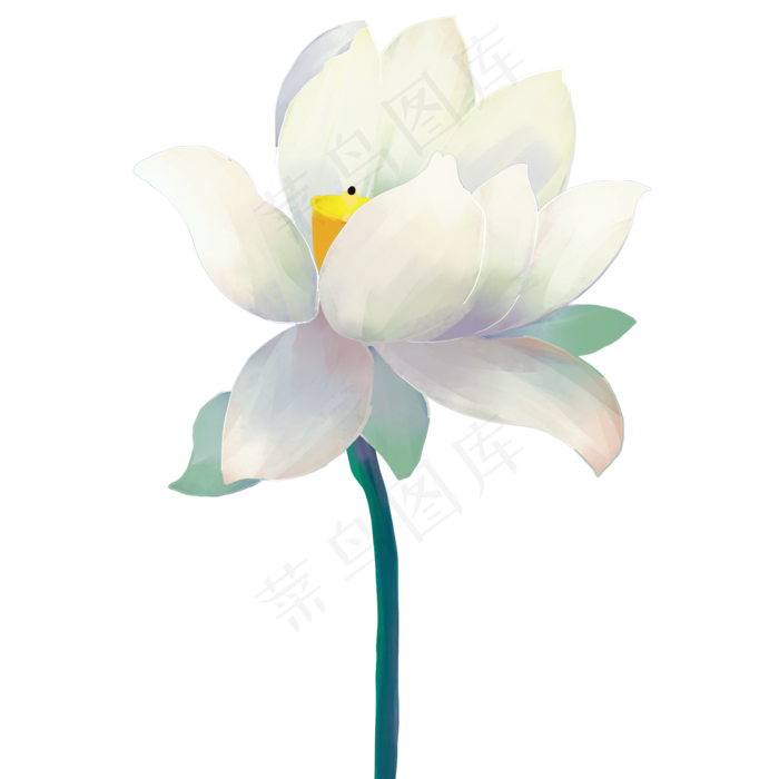 白莲花荷花花卉