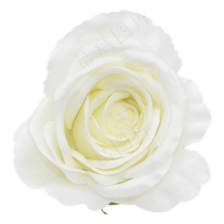 白色花朵,免抠元素