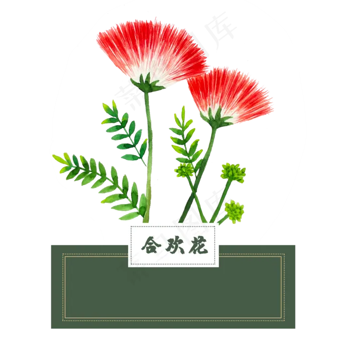花类中草药水彩合欢花(2500X2500(DPI:300))psd模版下载