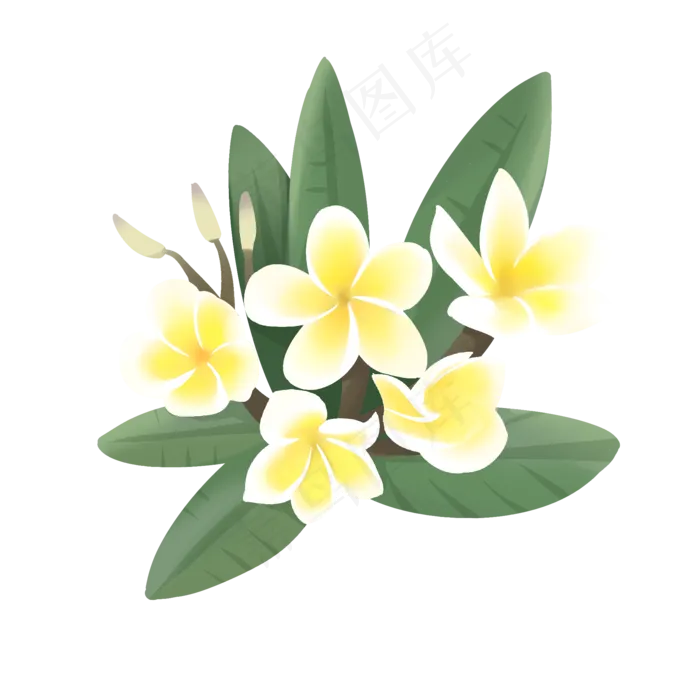 手绘鲜花装饰素材鸡蛋花蛋黄花(2000X2000(DPI:300))psd模版下载