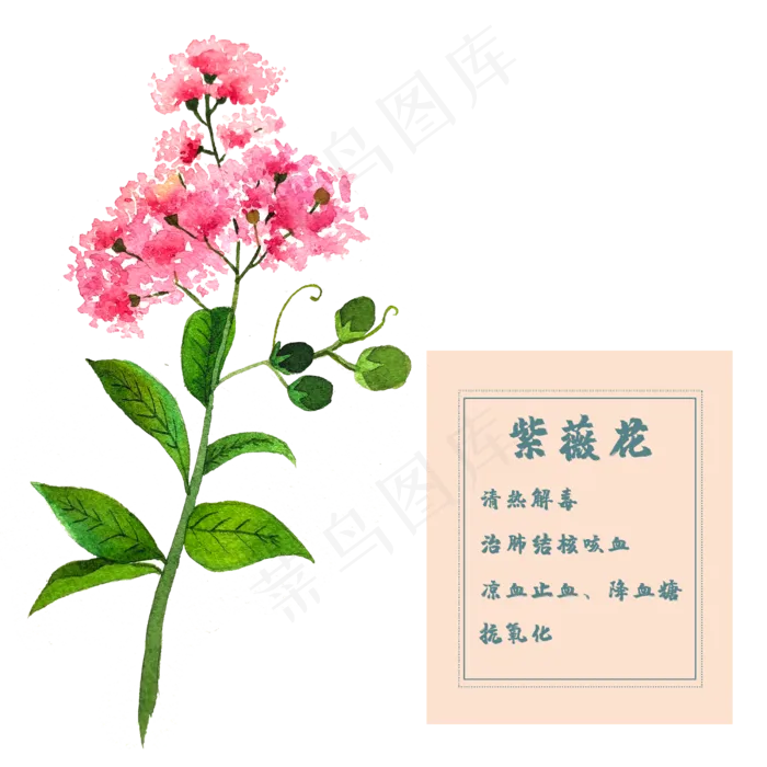 紫薇花花类中草药水彩花卉植物(2500X2500(DPI:300))psd模版下载