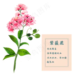 紫薇花花类中草药水彩花卉植物