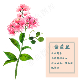 紫薇花花类中草药水彩花卉植物