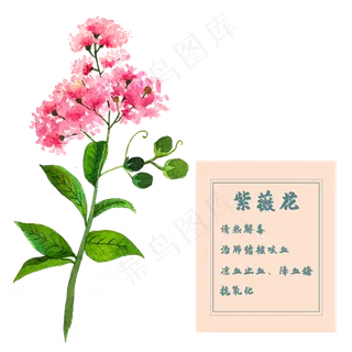 紫薇花花类中草药水彩花卉植物