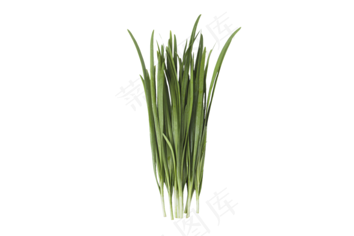 绿油油的一束韭菜png素材,免抠元素
