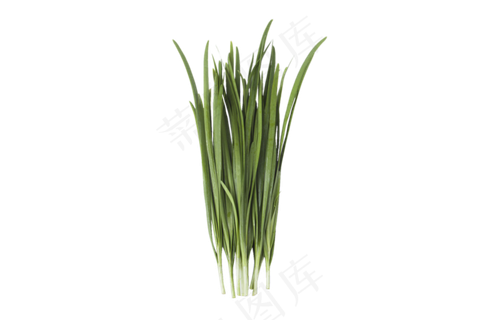 绿油油的一束韭菜png素材,免抠元素