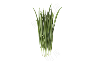 绿油油的一束韭菜png素材,免抠元素